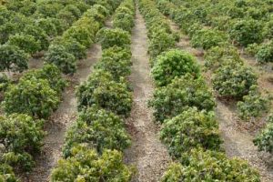 About Us 1 pakistani mango