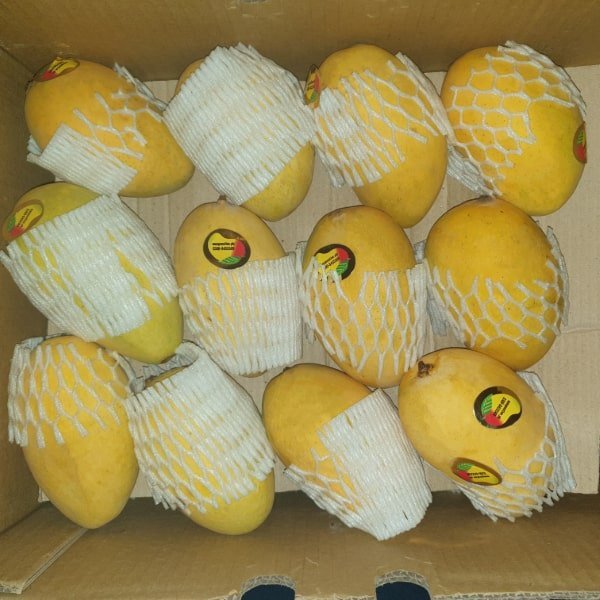 Chaunsa Mango Pakistan چونسا Premium Quality 1 chaunsa mango pakistan