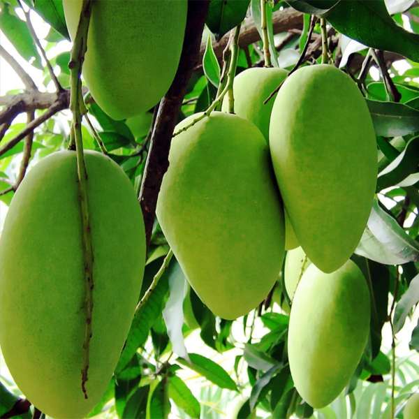 Dussehri Mango Pakistan دسہری Premium Quality 1 Dussehri Mango Pakistan