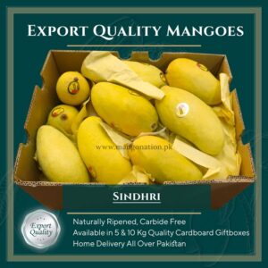 Sindhri Mango pakistan