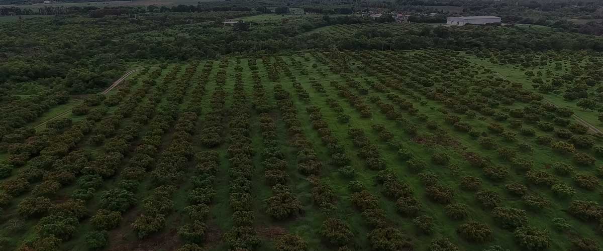 mangonation-mango-home-delivery-service-contact-us-1