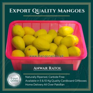 anwar ratol mango buy online pakistani mangoes