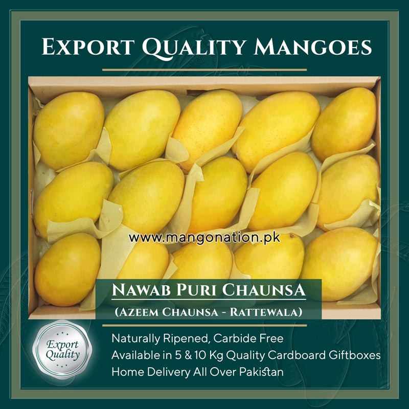 Azeem Chaunsa Mango Premium Quality - Rattewala 1 azeem chaunsa rattewala nawab puri chaunsa mango pakistan